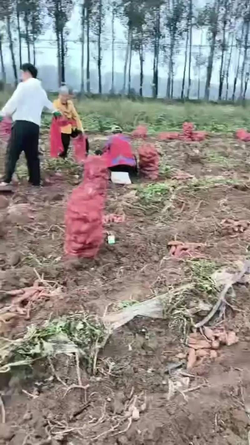 加工厂红薯，龙薯，大量供应，价格美丽