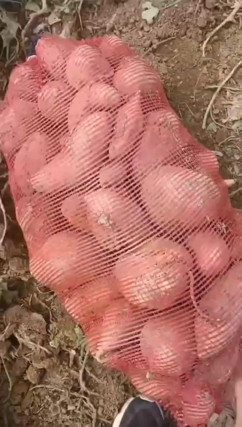 加工厂红薯，龙薯，大量供应，价格美丽