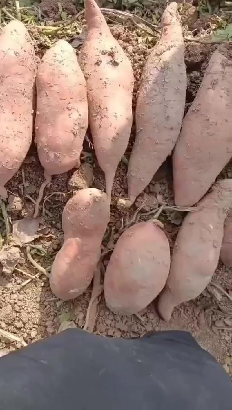 加工厂红薯，龙薯，大量供应，价格美丽