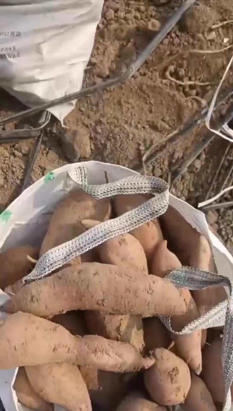 加工厂红薯，龙薯，大量供应，价格美丽
