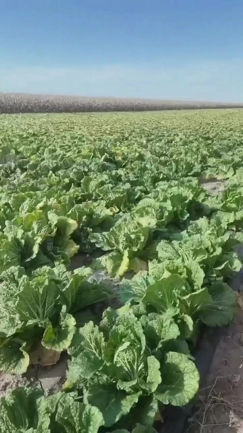 大白菜