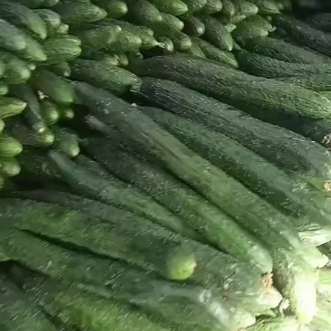 云南露天次密黄瓜，大量上市，毛毛钱
