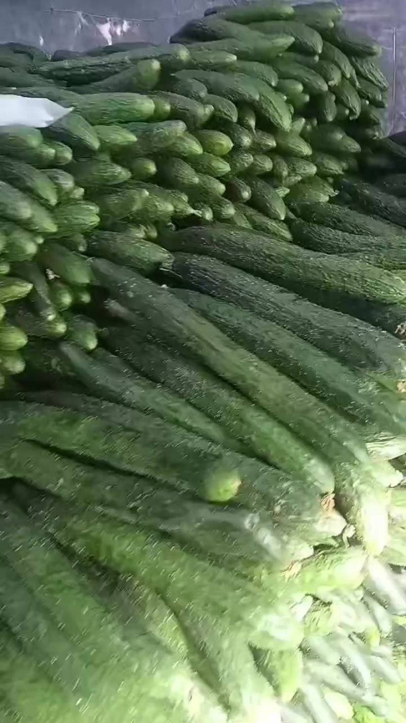 云南露天次密黄瓜，大量上市，毛毛钱