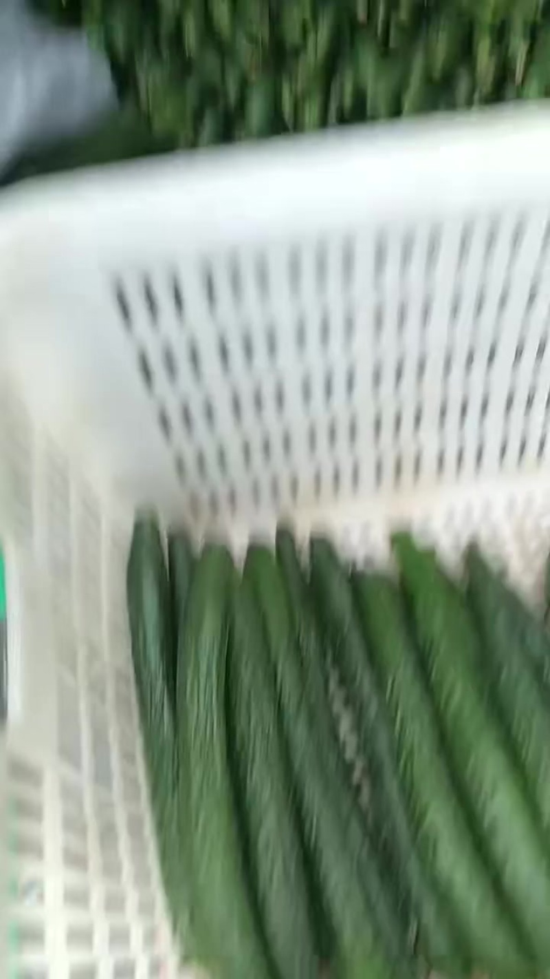 云南露天次密黄瓜，大量上市，毛毛钱