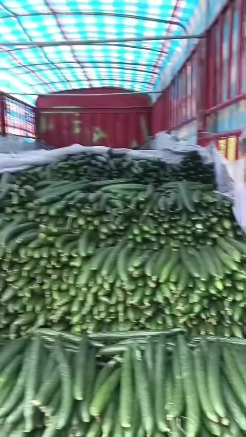 云南露天次密黄瓜，大量上市，毛毛钱