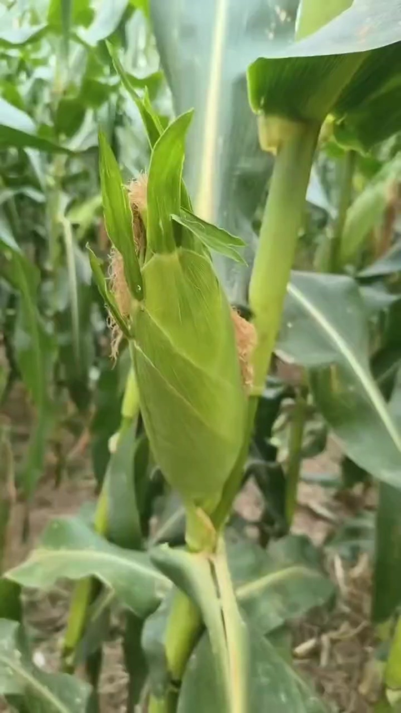 水果玉米
