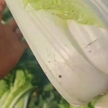 发往全国各地，秋绿六零，长白菜，
