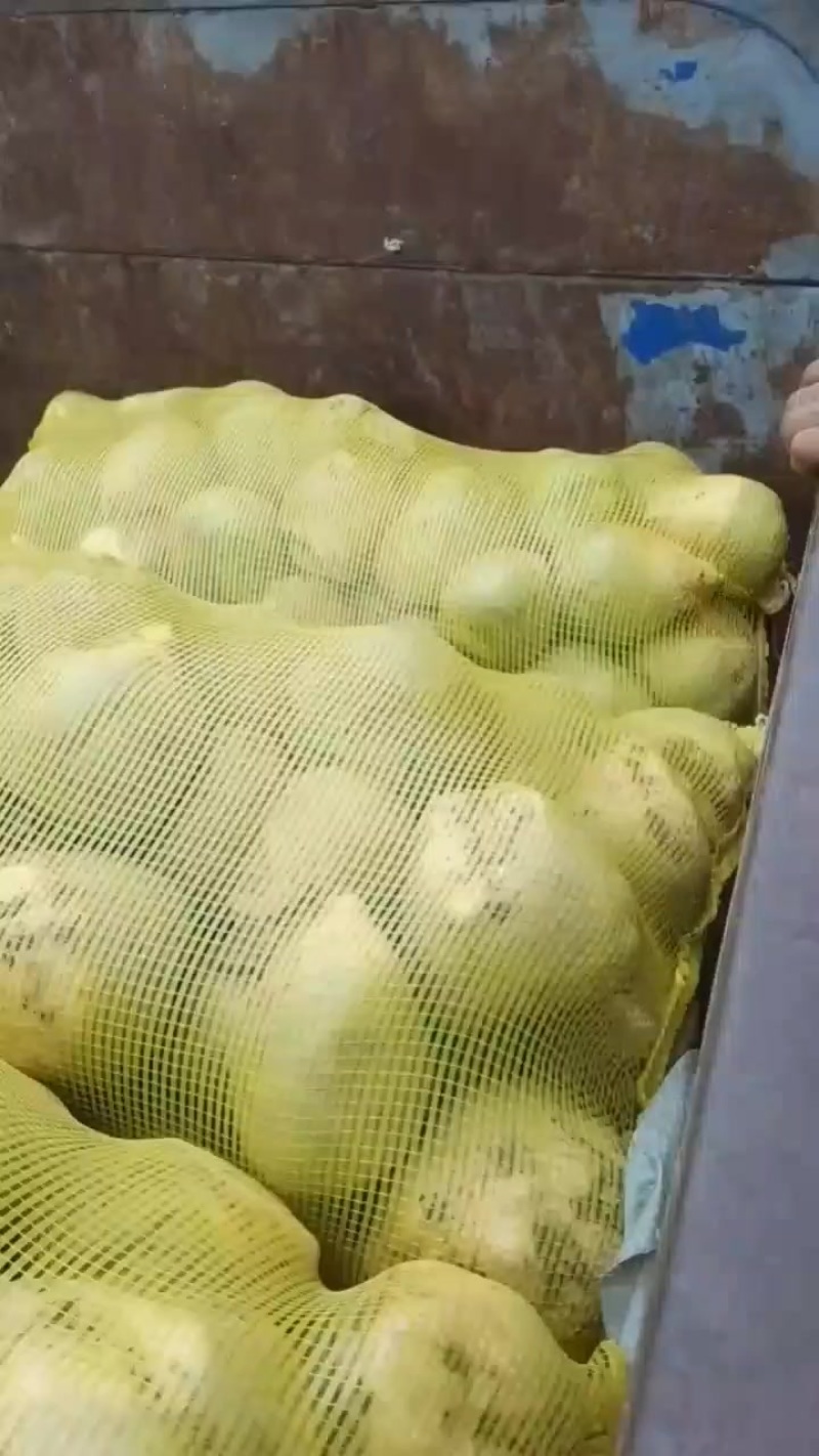 芥头，芥菜，批发，价格优惠。