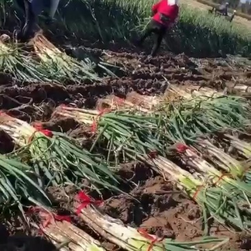 葱，长白，铁杆