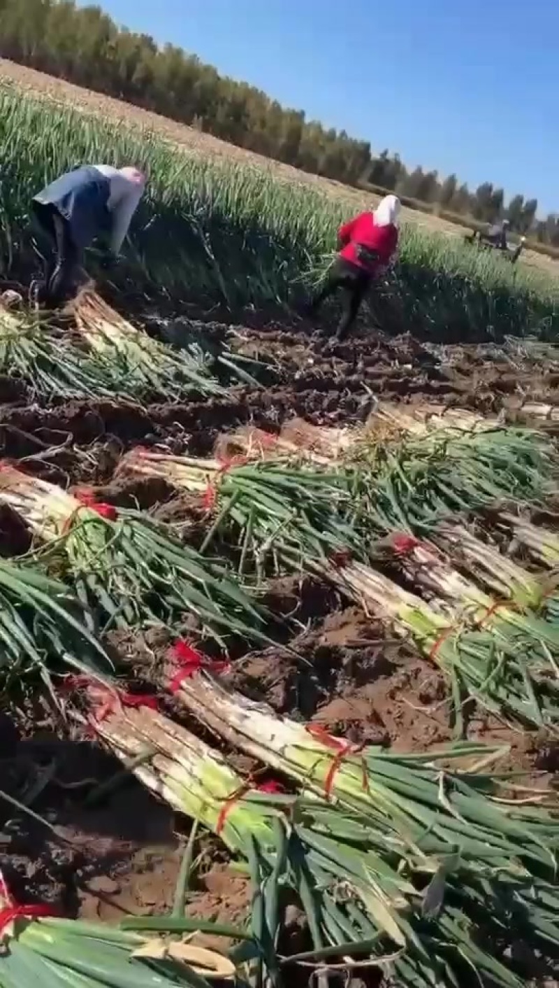 葱，长白，铁杆