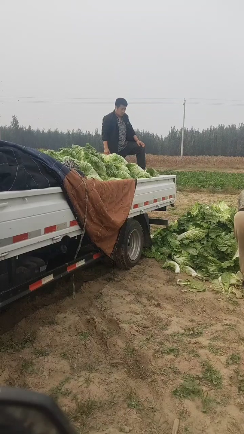 白菜