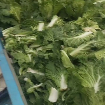 白菜