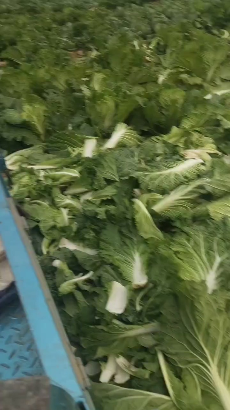 白菜