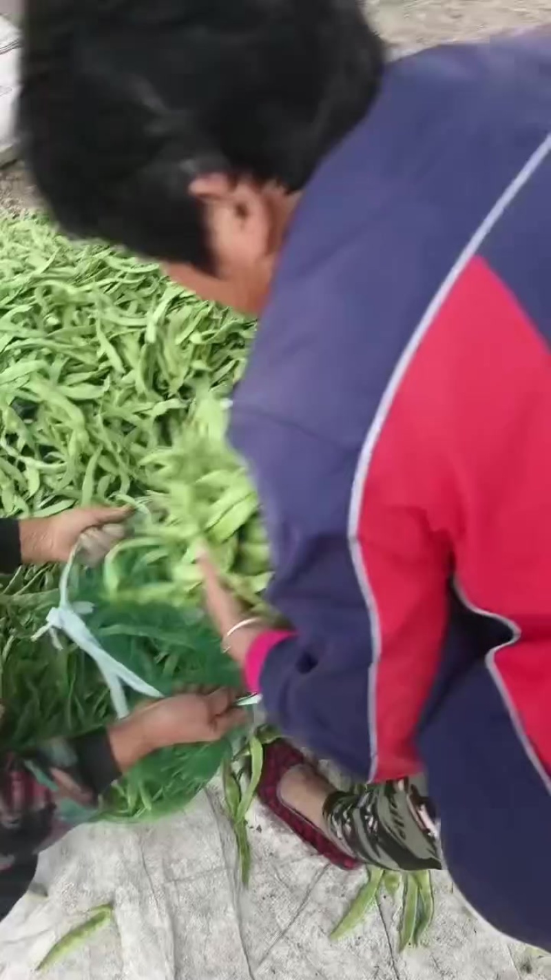 扁青芸豆角子青州市洪亮果蔬购销专业合作社大量上市