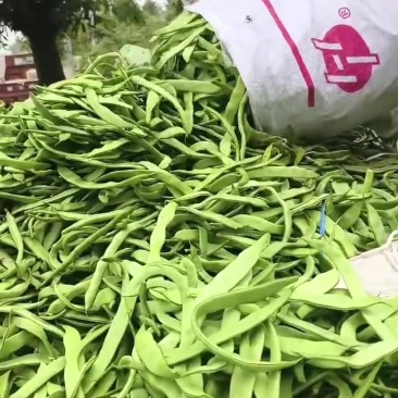 扁青芸豆角子青州市洪亮果蔬购销专业合作社大量上市