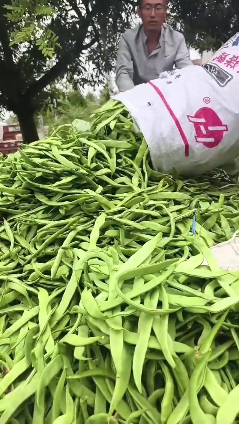扁青芸豆角子青州市洪亮果蔬购销专业合作社大量上市