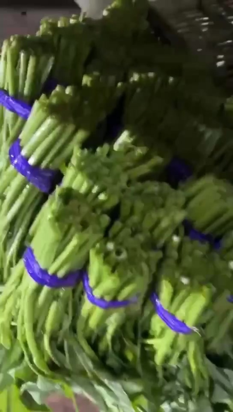福建三叉大叶空心菜