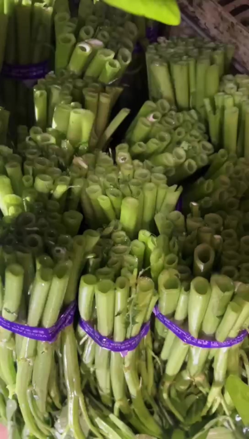 福建三叉大叶空心菜