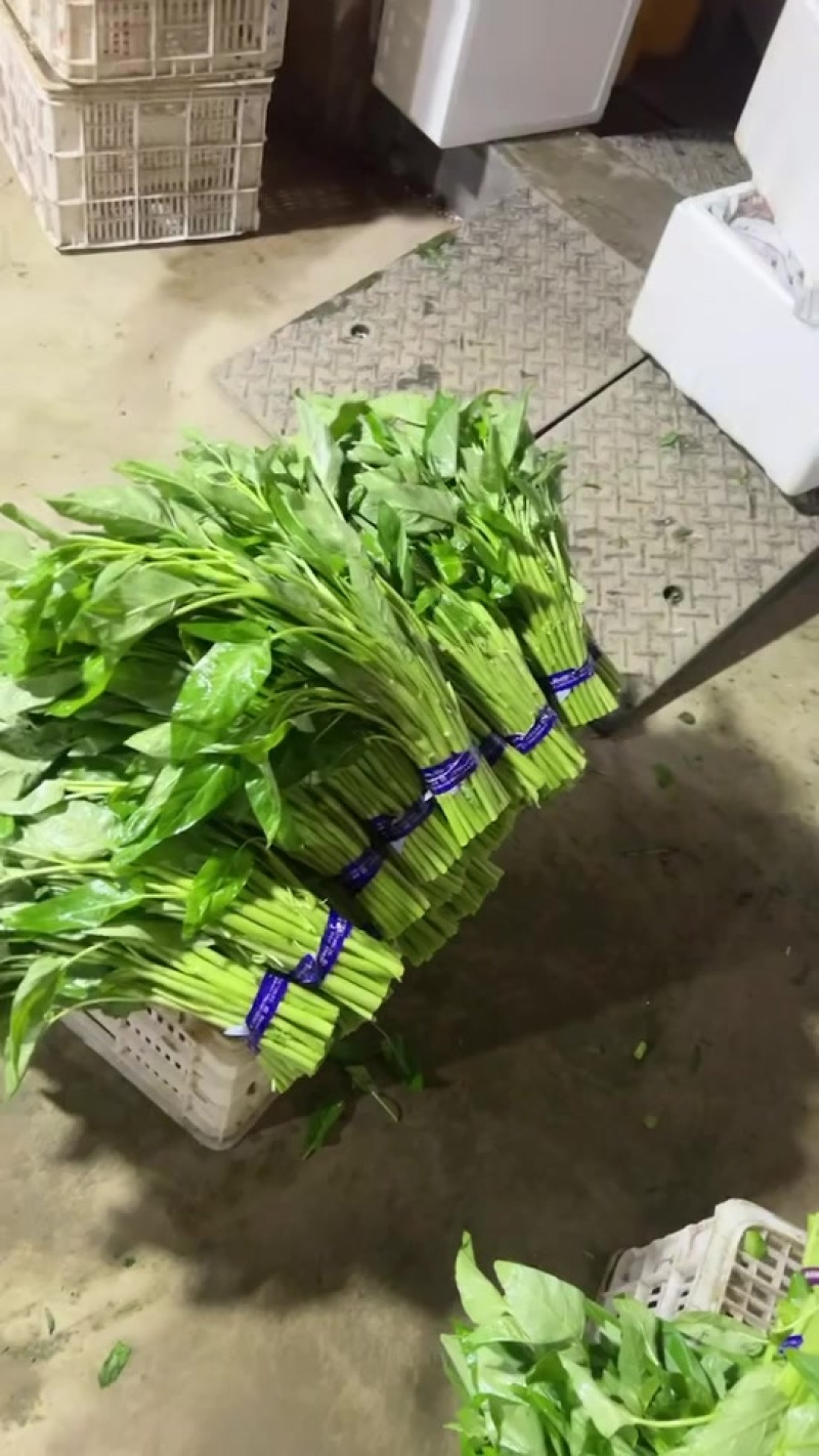 福建三叉大叶空心菜