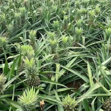 徐闻香水菠萝，靓货持续上新