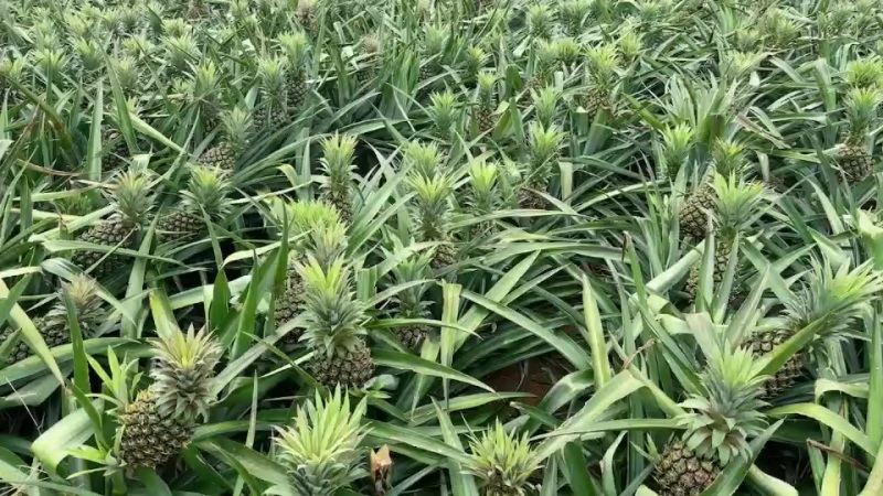 徐闻香水菠萝，靓货持续上新