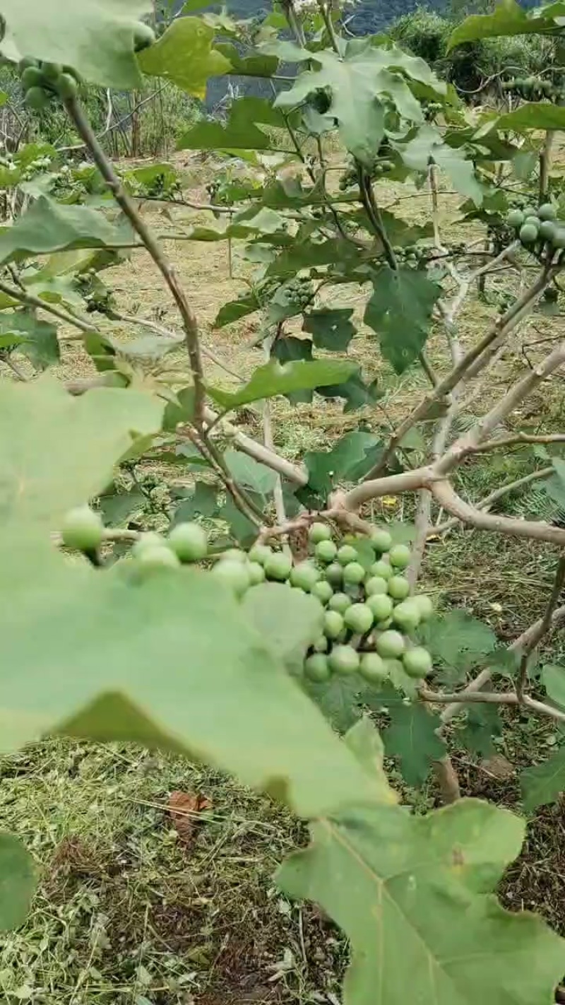 苦子果
