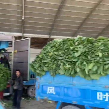 黄心白菜大量上市