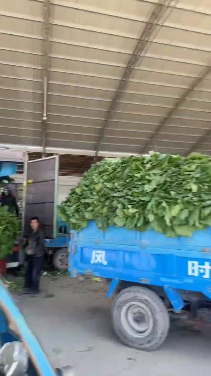 黄心白菜大量上市