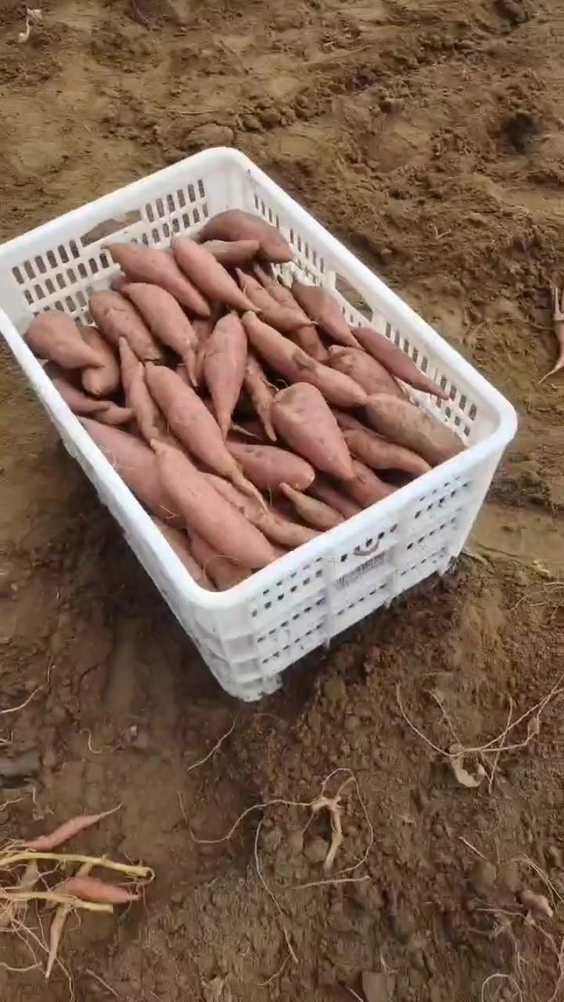 大量批发西瓜红和烟薯25
