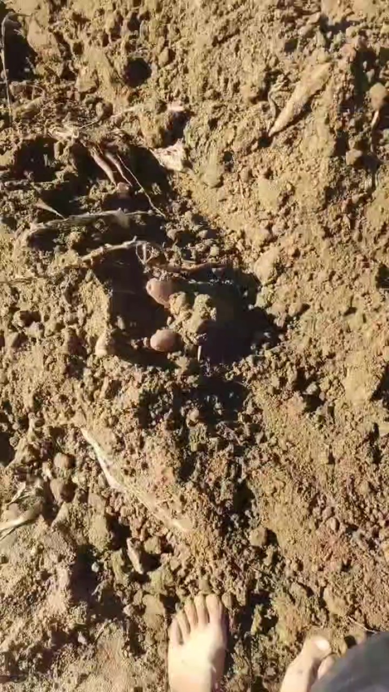 大量批发西瓜红和烟薯25