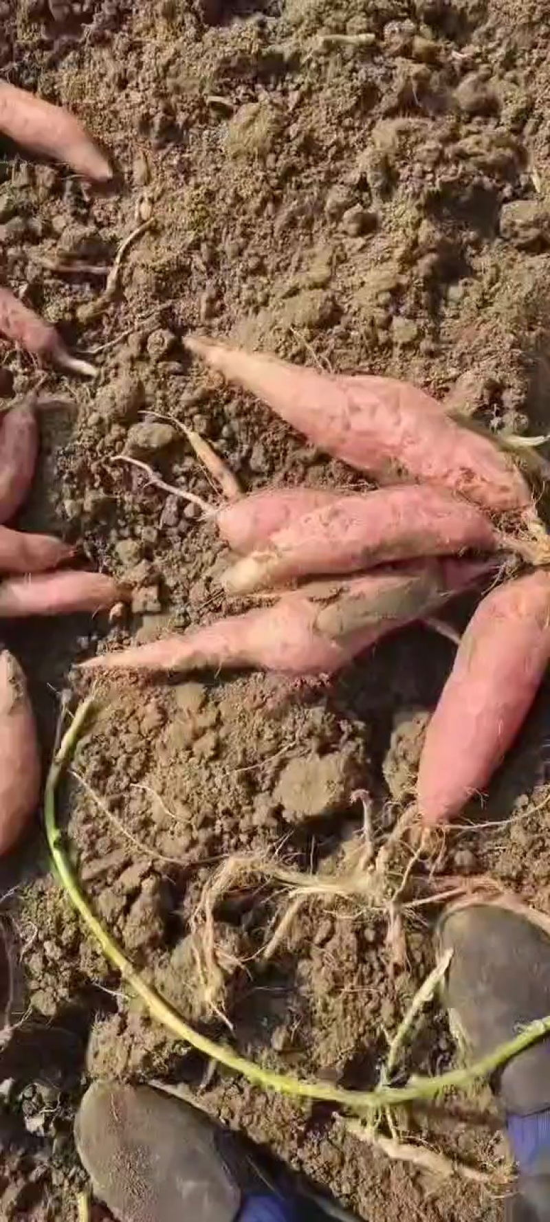 大量批发西瓜红和烟薯25