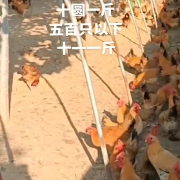 草鸡130天均重三斤多