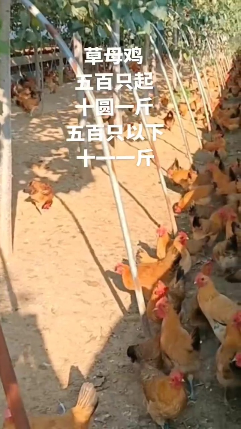 草鸡130天均重三斤多
