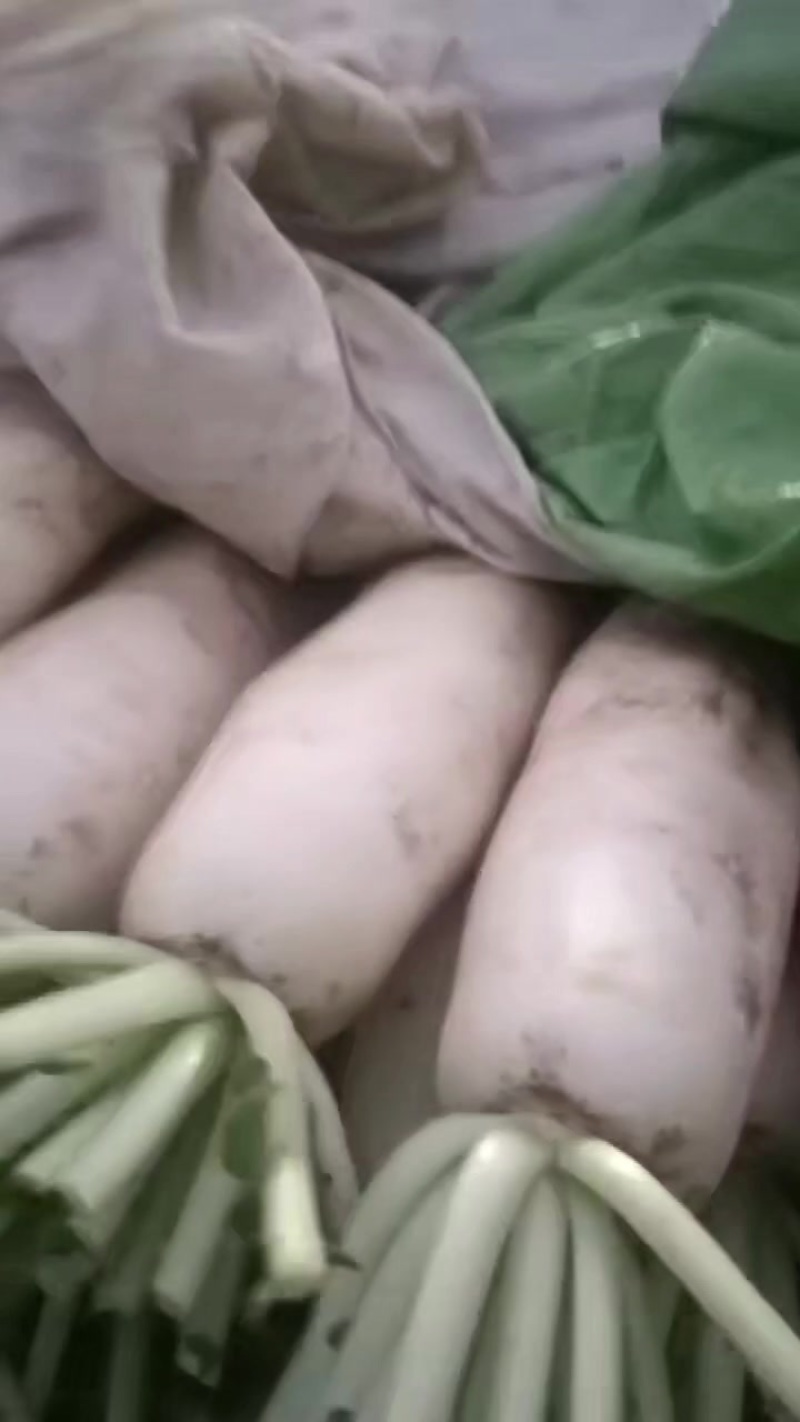 萝卜