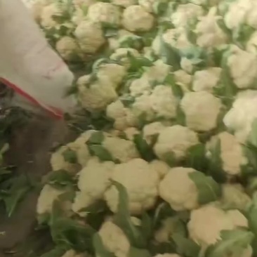菜花