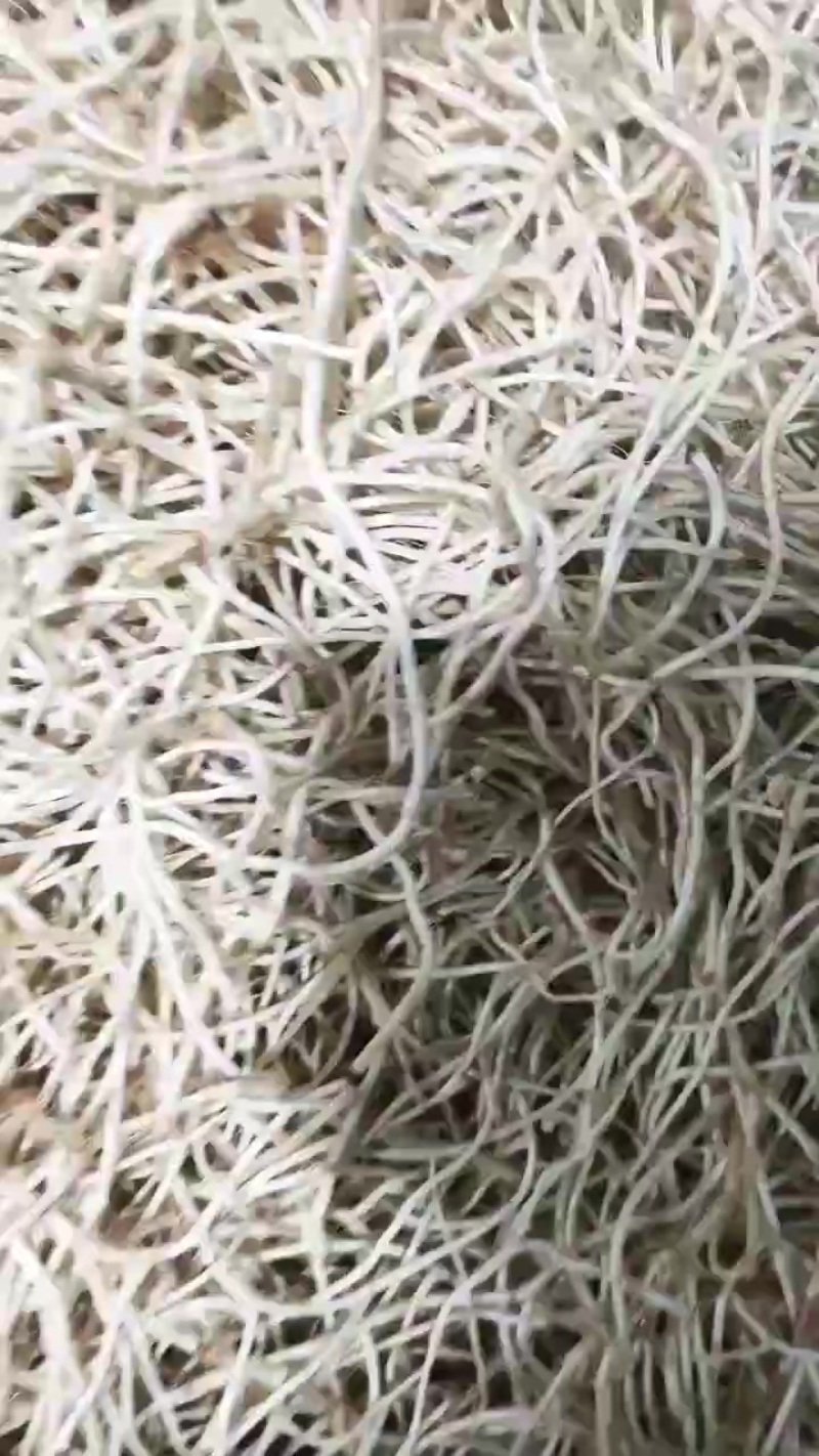 鱼腥草折耳根