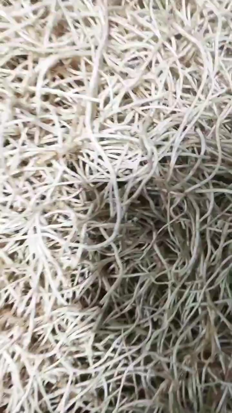 鱼腥草折耳根