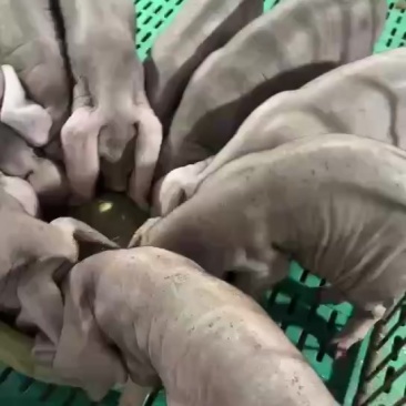 正宗原种太湖母猪