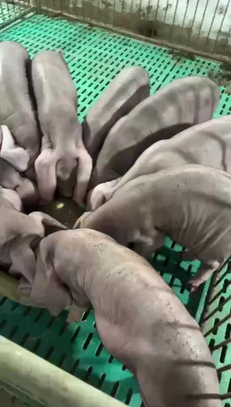 正宗原种太湖母猪