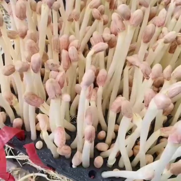 水培精品花生芽