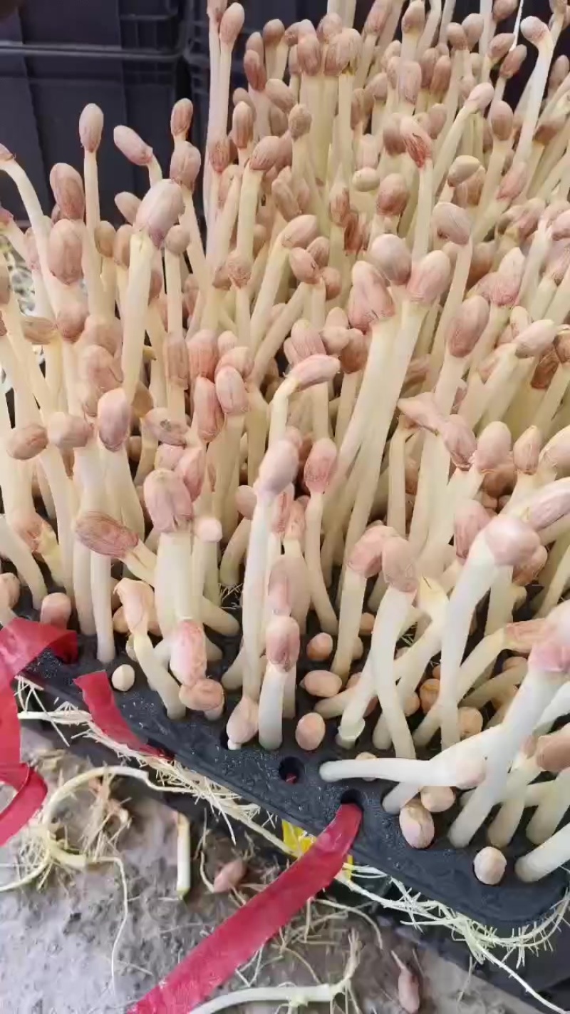 水培精品花生芽
