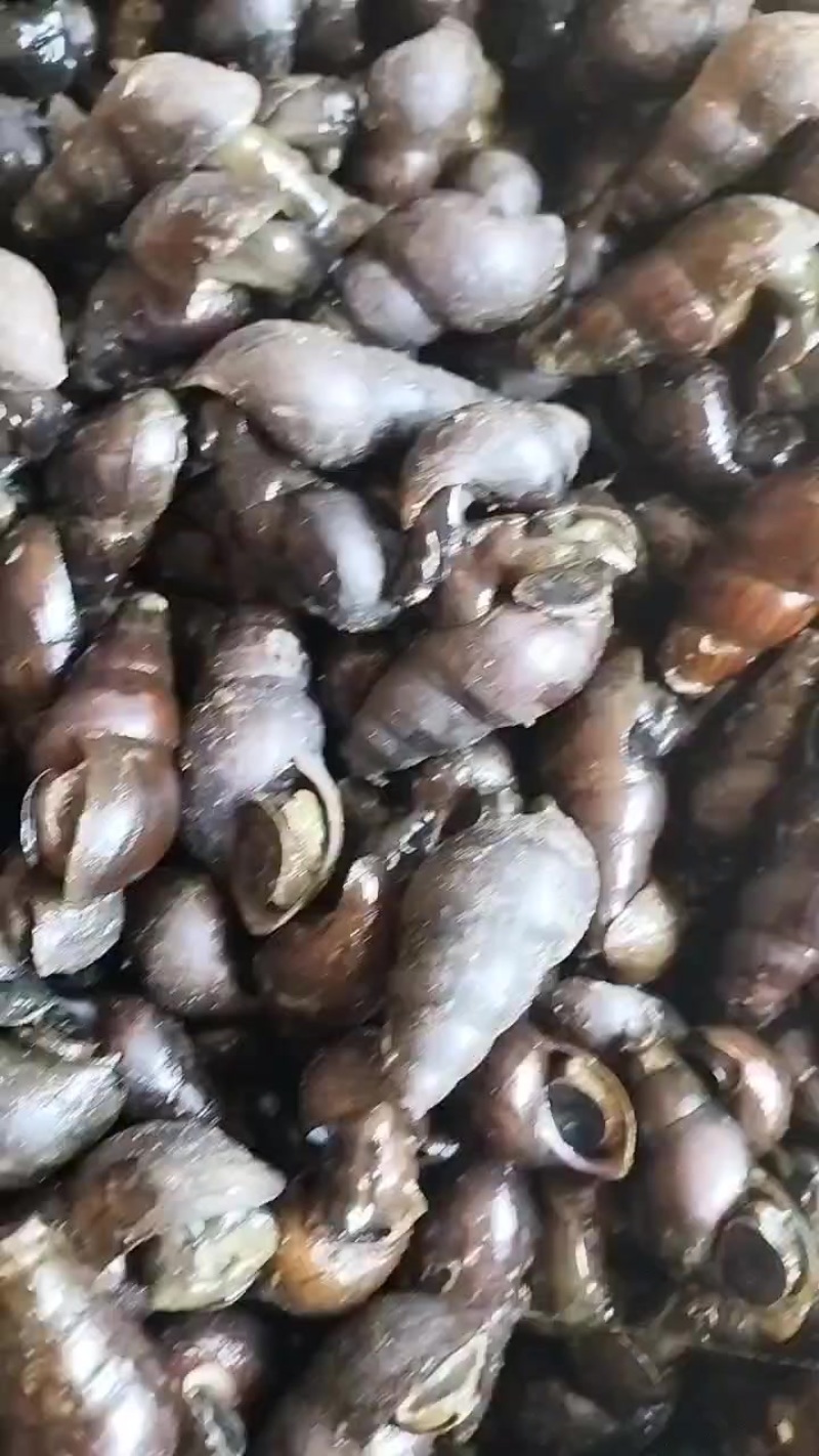每天新鲜山坑螺。