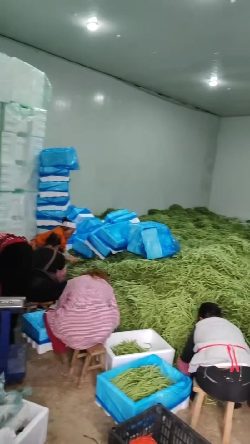 贵州无筋豆大上市支持任何包装电商市场货都有