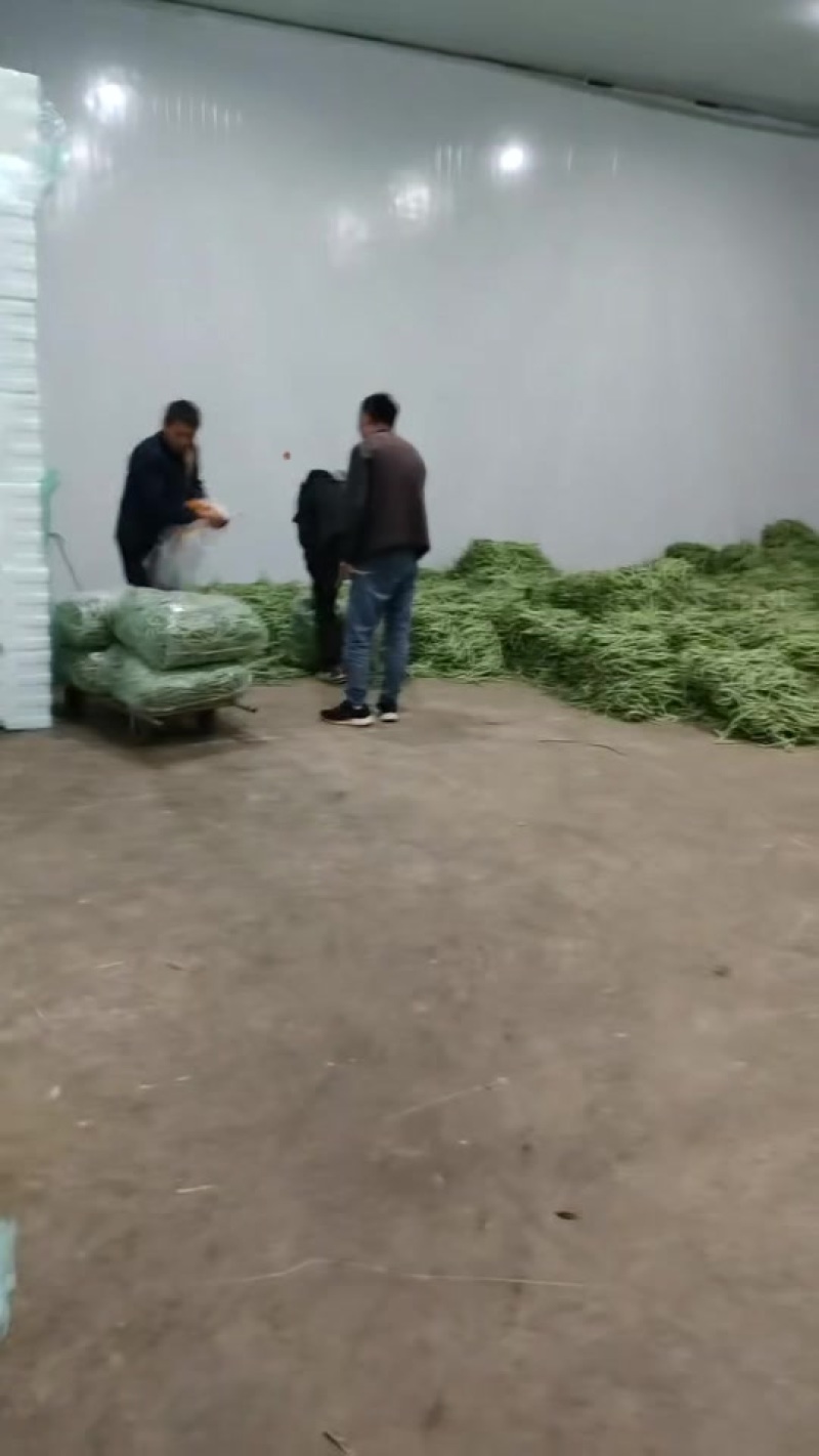 贵州无筋豆大上市支持任何包装电商市场货都有
