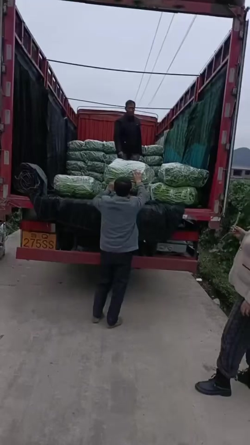 贵州无筋豆大上市支持任何包装电商市场货都有
