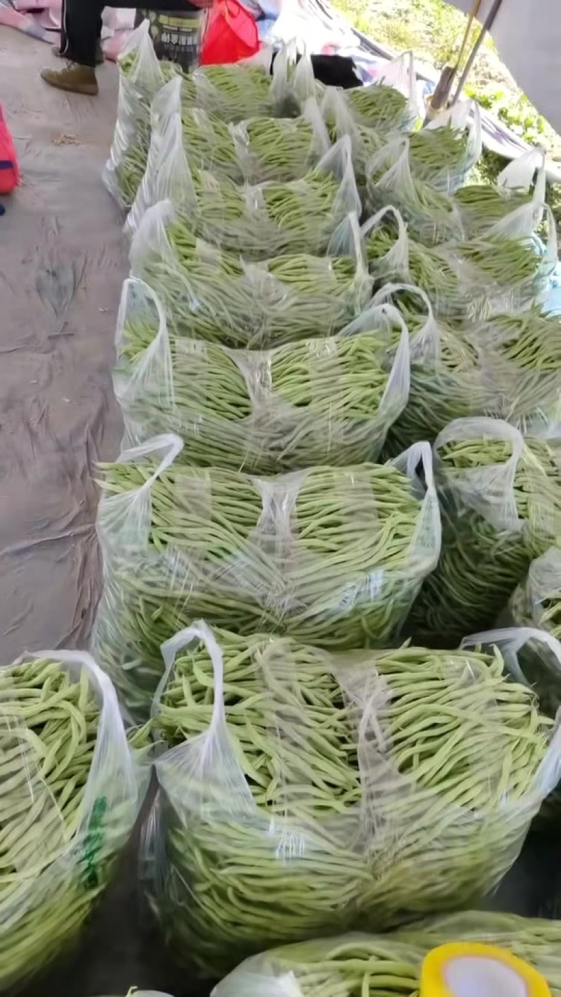 贵州无筋豆大上市支持任何包装电商市场货都有