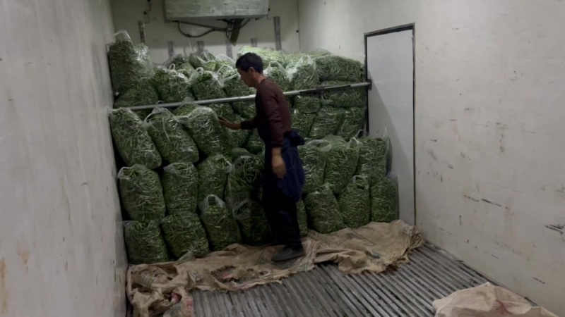 贵州无筋豆大上市支持任何包装电商市场货都有