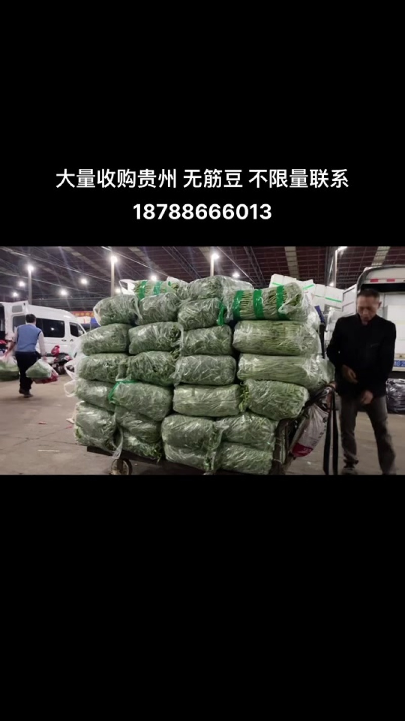 贵州无筋豆大上市支持任何包装电商市场货都有