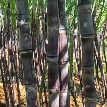 广西桂林阳朔福利甘蔗新鲜上市大量现货