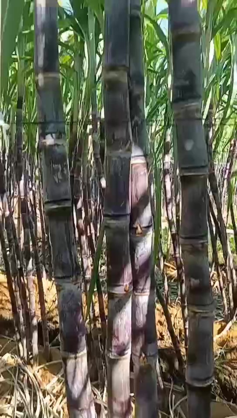 广西桂林阳朔福利甘蔗新鲜上市大量现货